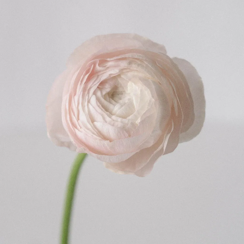 Blush Italian Cloony Ranunculus