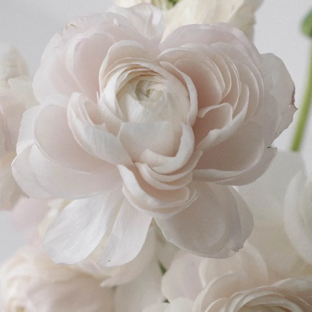 Blush Italian Cloony Ranunculus
