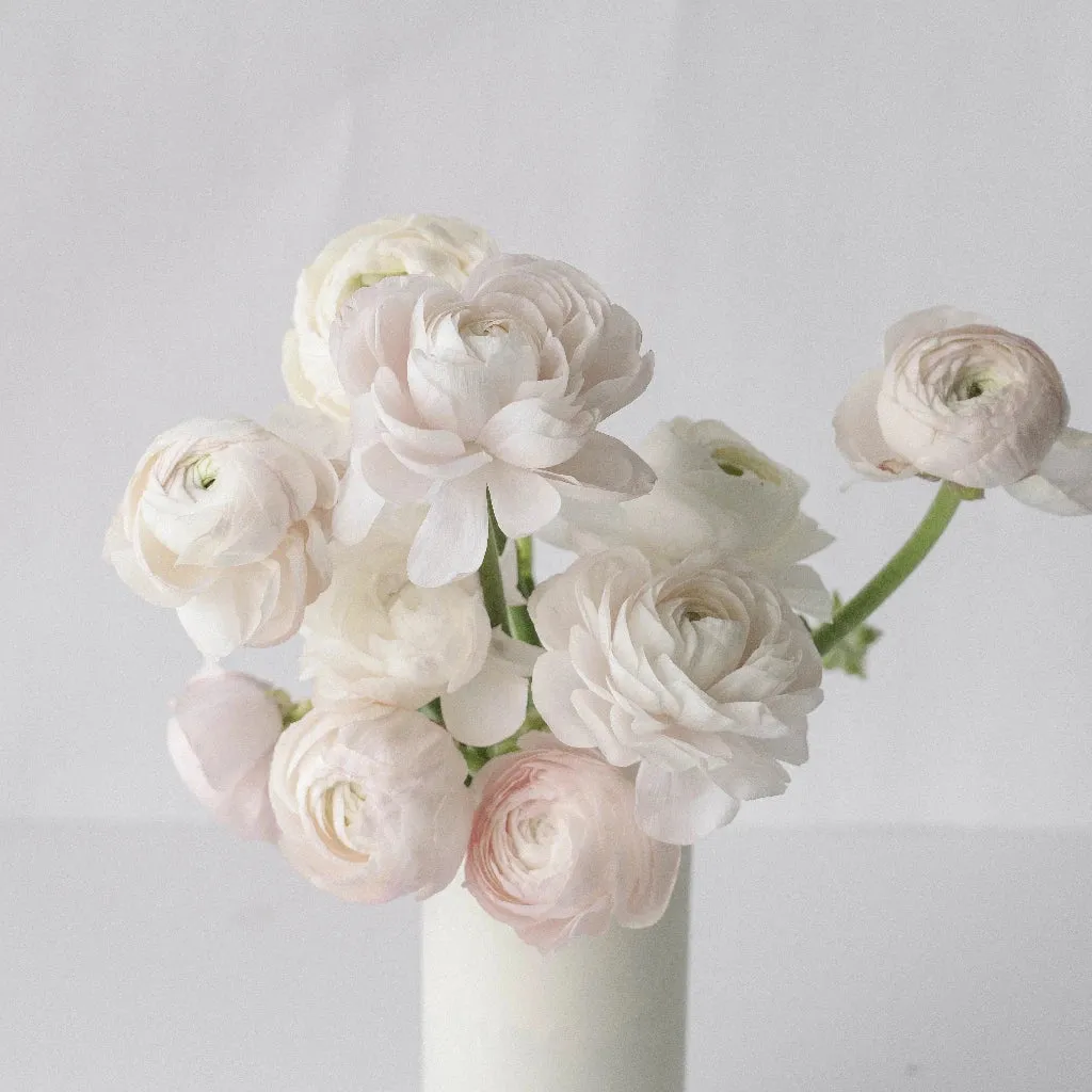 Blush Italian Cloony Ranunculus