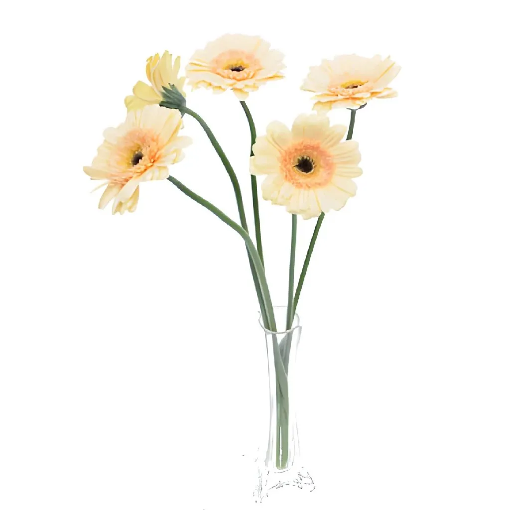 Blush Peach Mini Gerbera Daisies