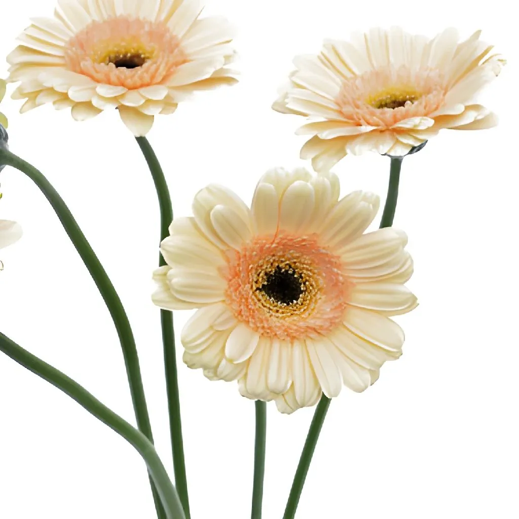 Blush Peach Mini Gerbera Daisies