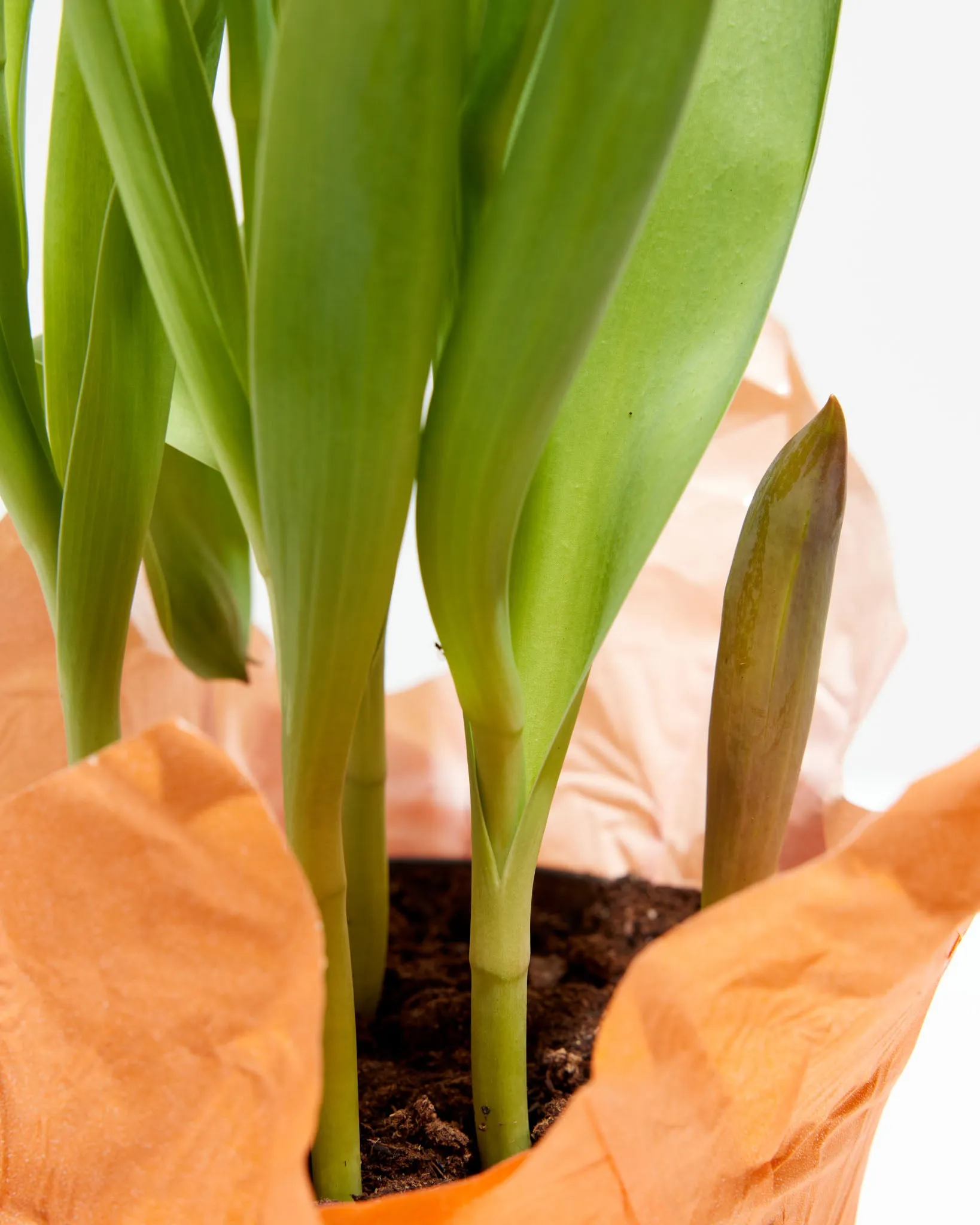 Decadent Double Rose Tulip