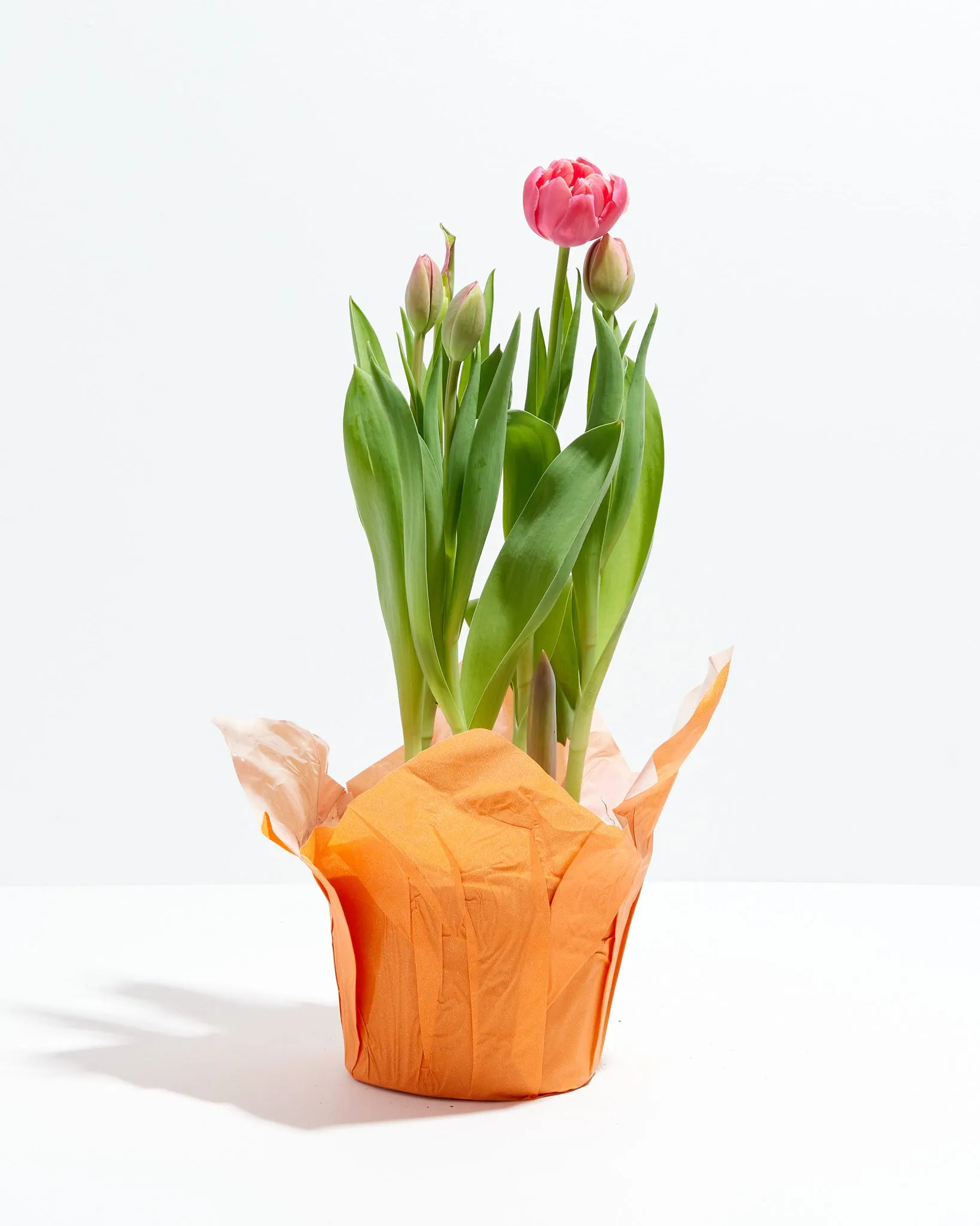 Decadent Double Rose Tulip