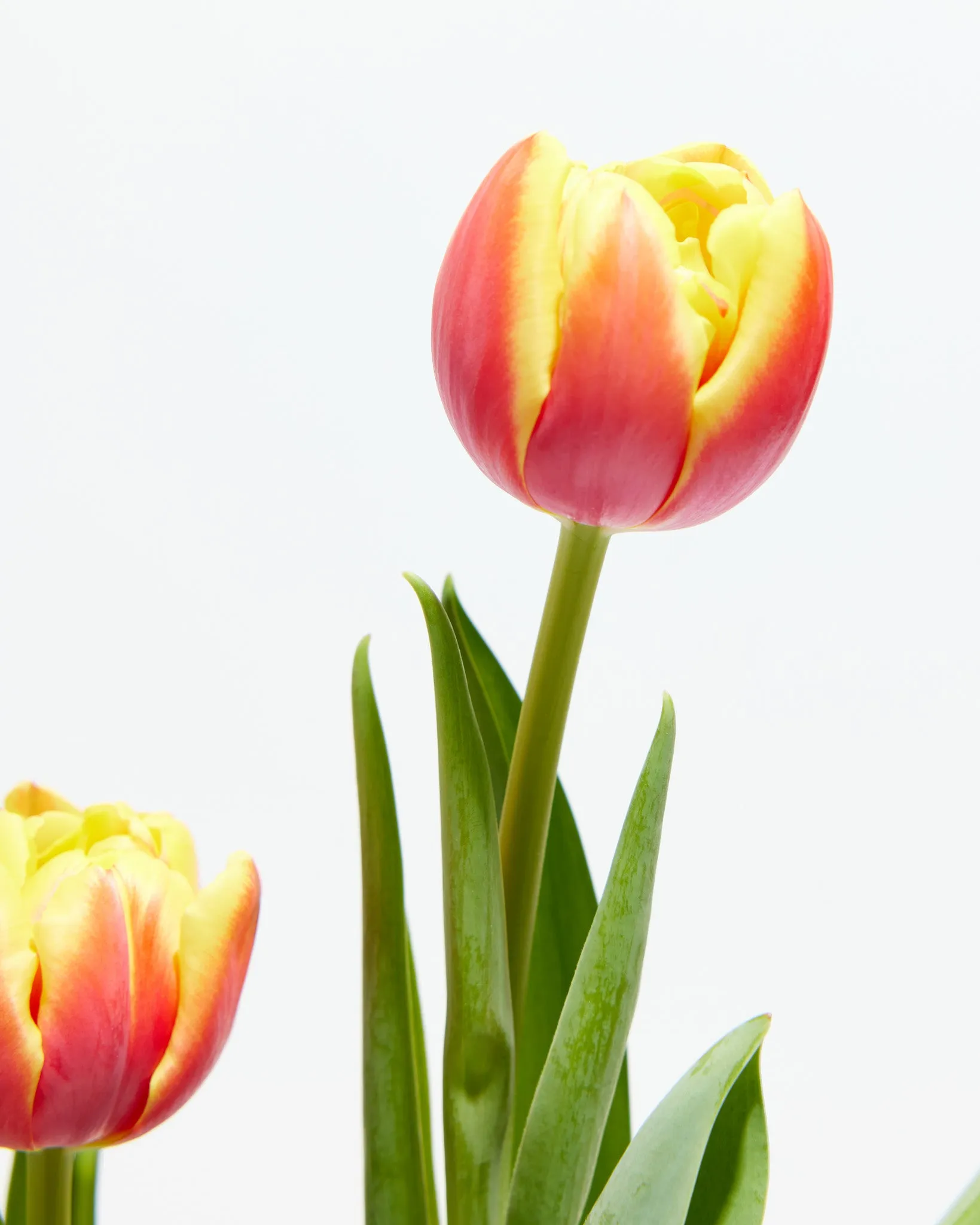 Decadent Double Rose Tulip