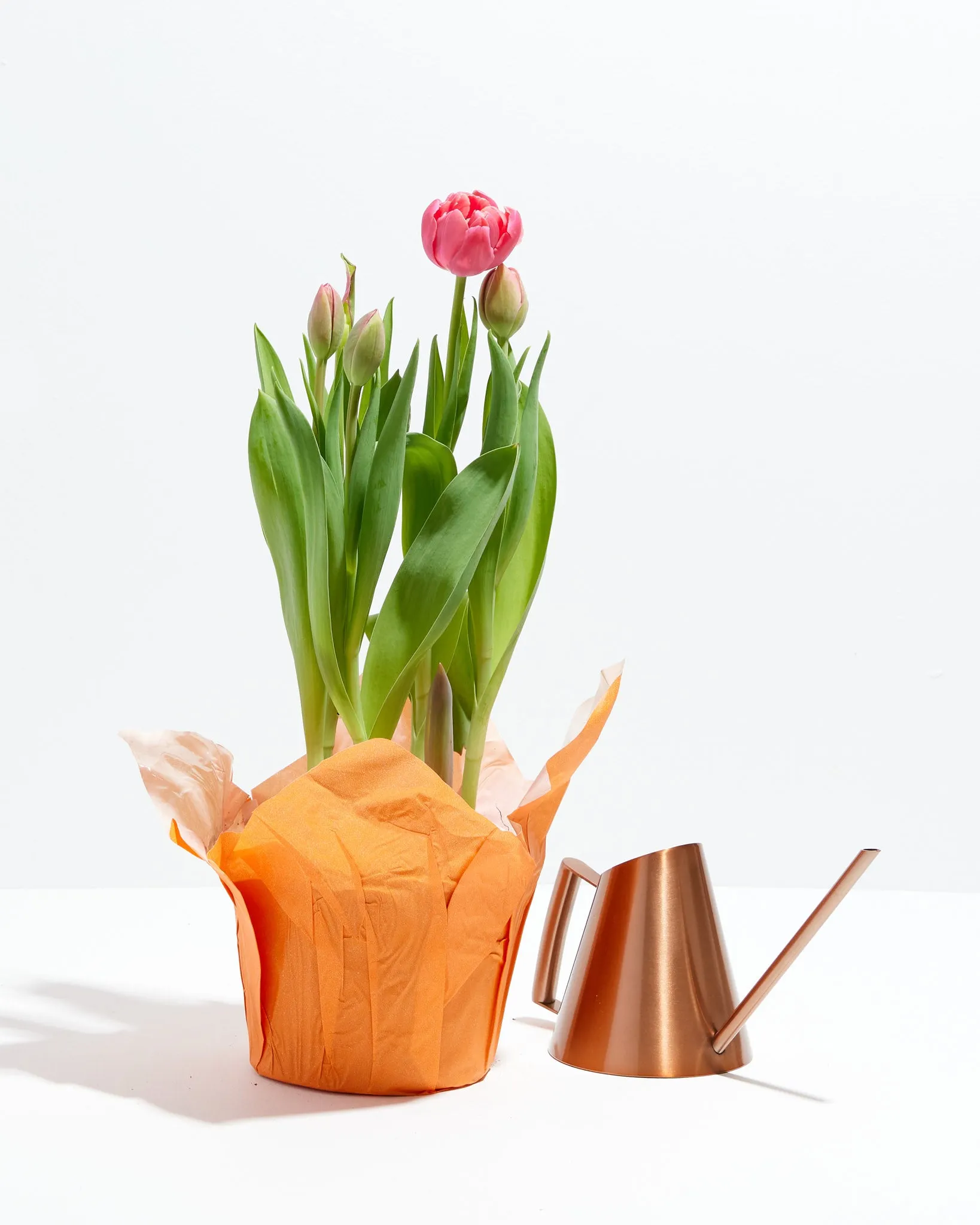 Decadent Double Rose Tulip