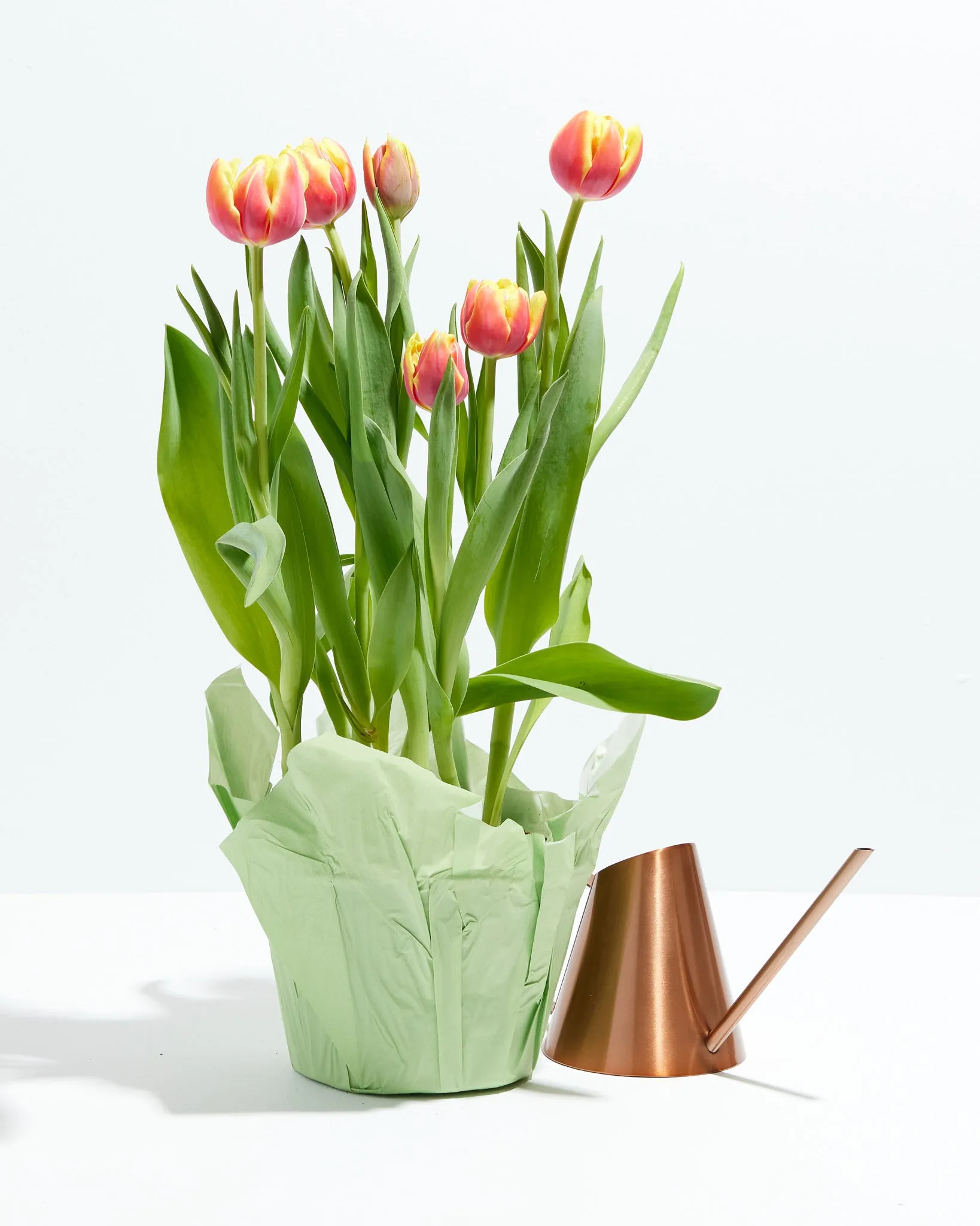 Decadent Double Rose Tulip