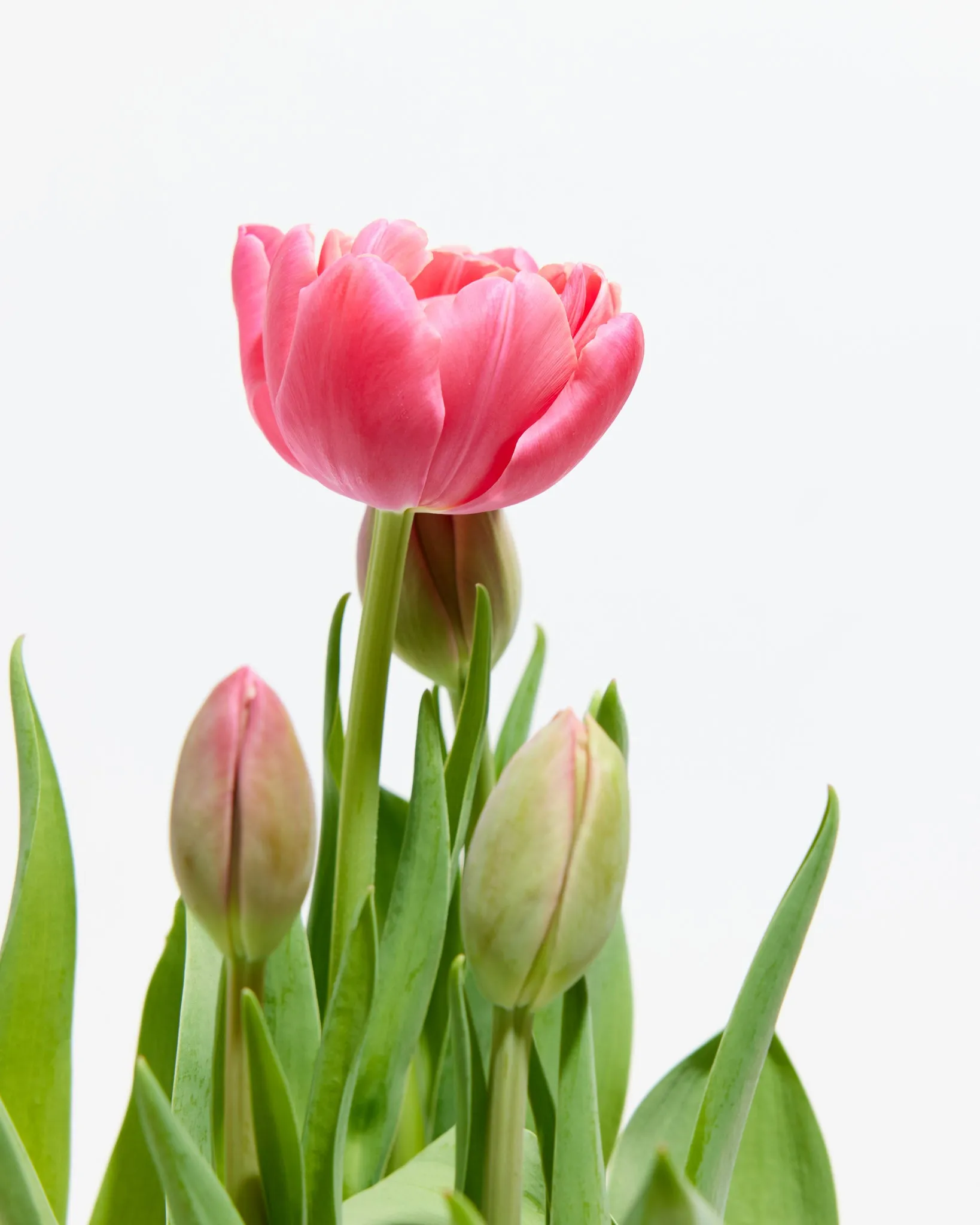 Decadent Double Rose Tulip