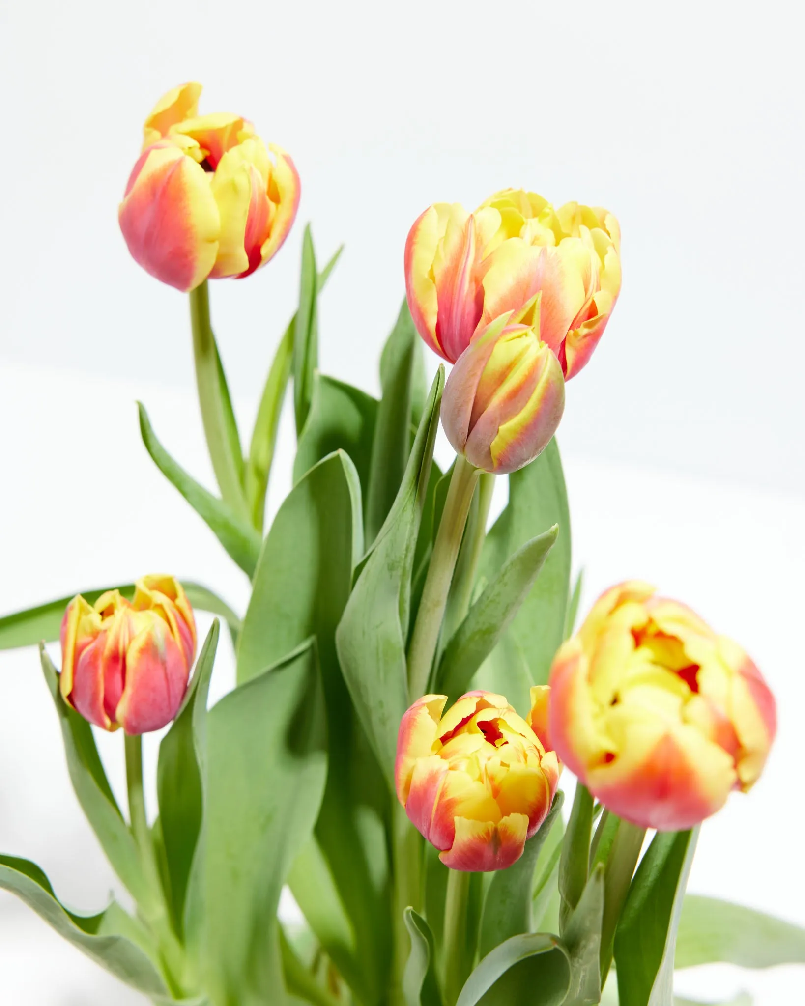 Decadent Double Rose Tulip