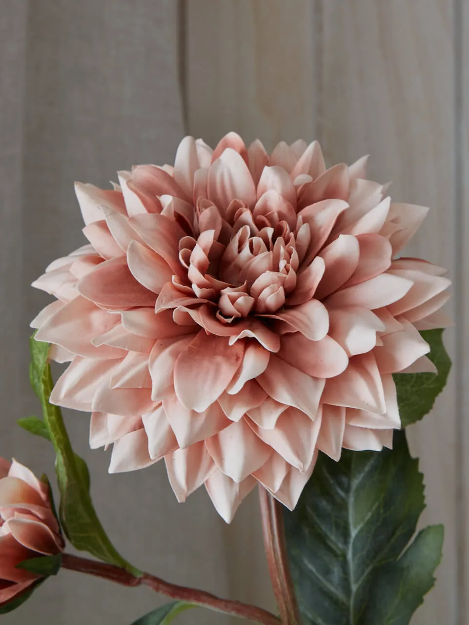 Faux Coffee Cream Dahlia