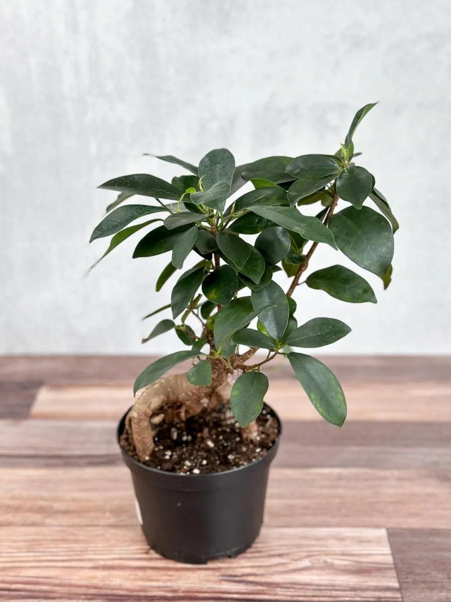 Ficus microcarpa - Ficus Ginseng