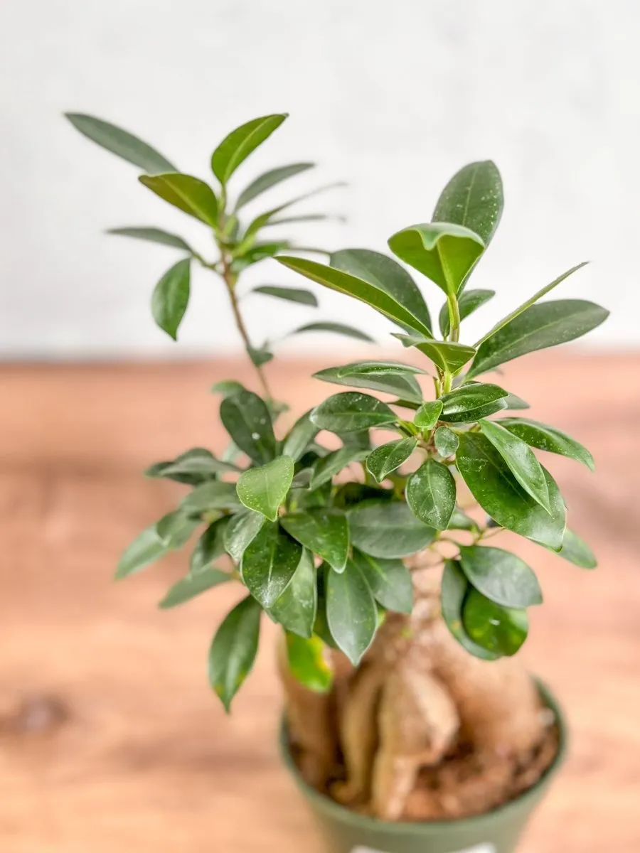 Ficus microcarpa - Ficus Ginseng