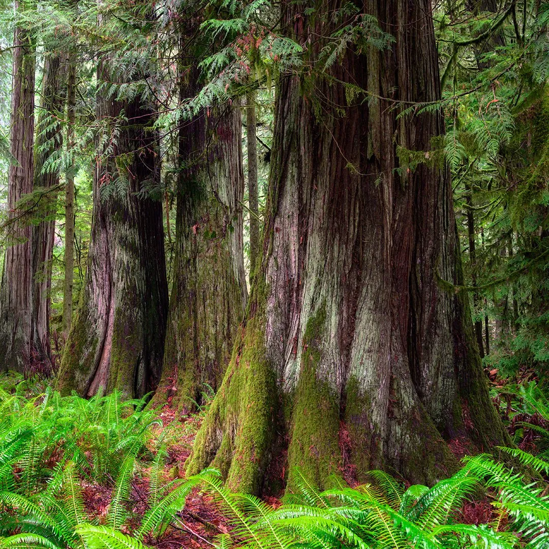Giant Arborvitae Essential Oil (Thuja Plicata)