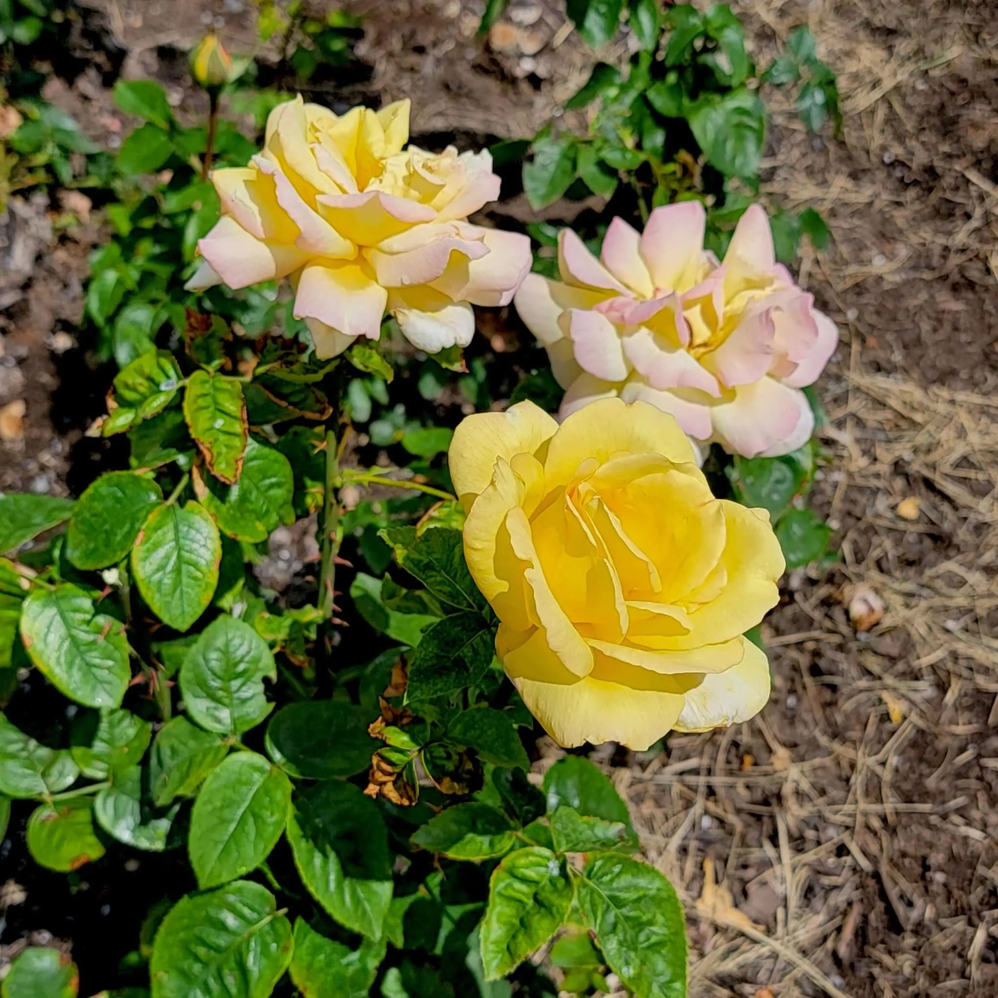 Peace Rose