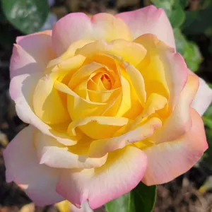 Peace Rose