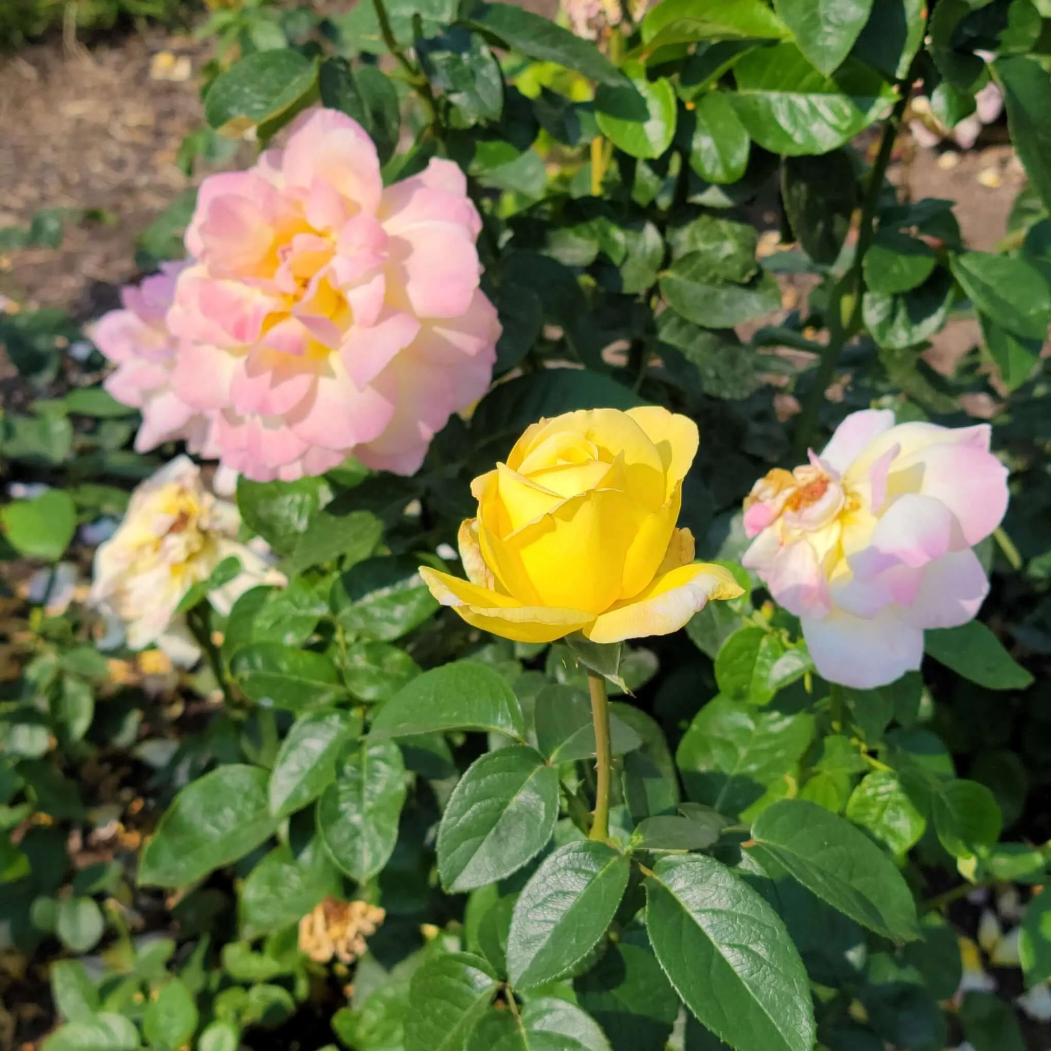 Peace Rose