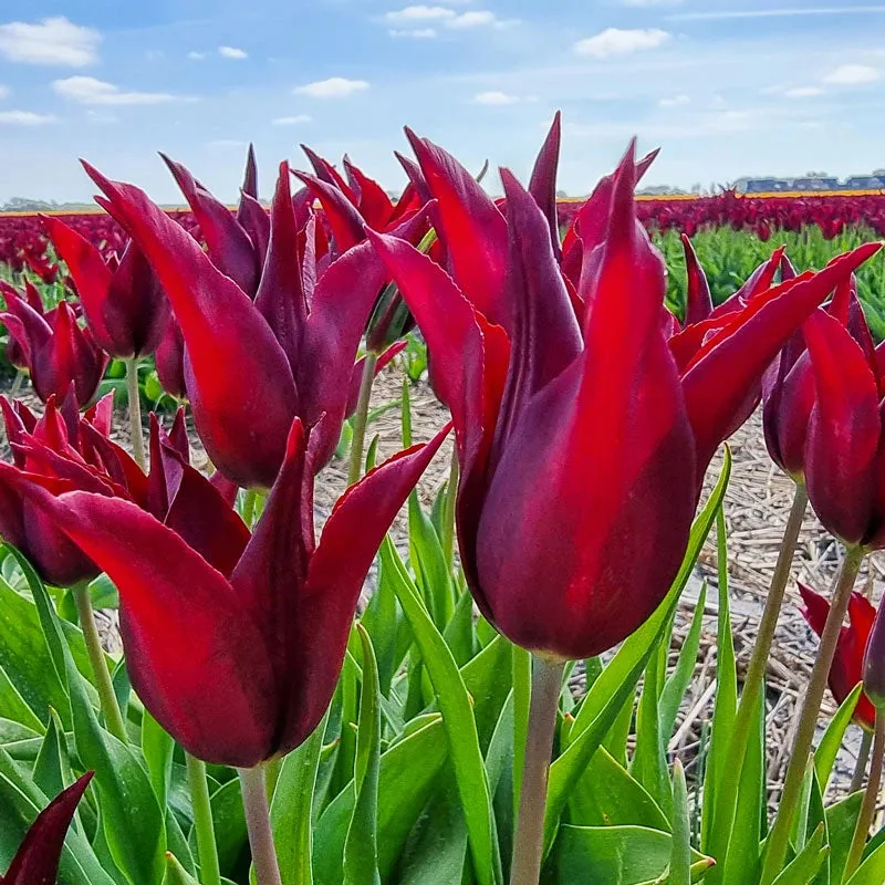 Sarah Raven Tulip